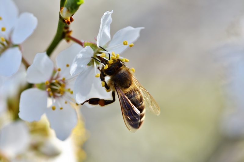 jardinerie-BARGEME-min_bee-4092986